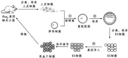 基因治疗技术流程中的卵母细胞核去除与非常规水源利用技术研发